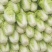 【推荐】白菜夏阳白菜产地直发品质保证对接各类客户