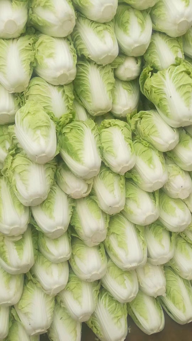 【推荐】白菜夏阳白菜产地直发品质保证对接各类客户