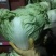【推荐】白菜夏阳白菜产地直发品质保证对接各类客户