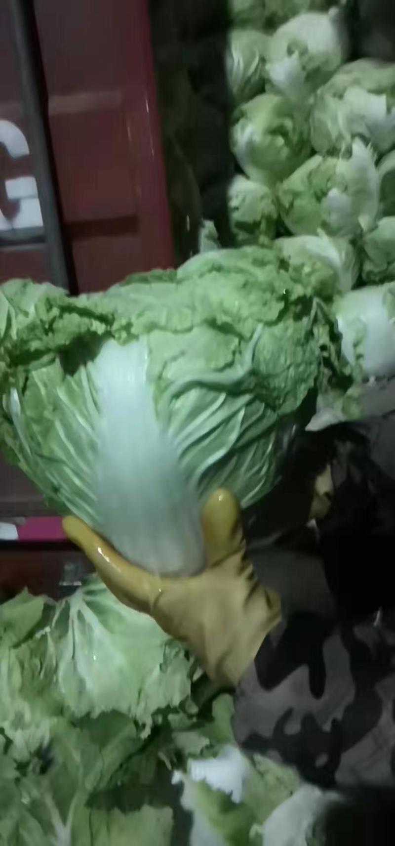 【推荐】白菜夏阳白菜产地直发品质保证对接各类客户