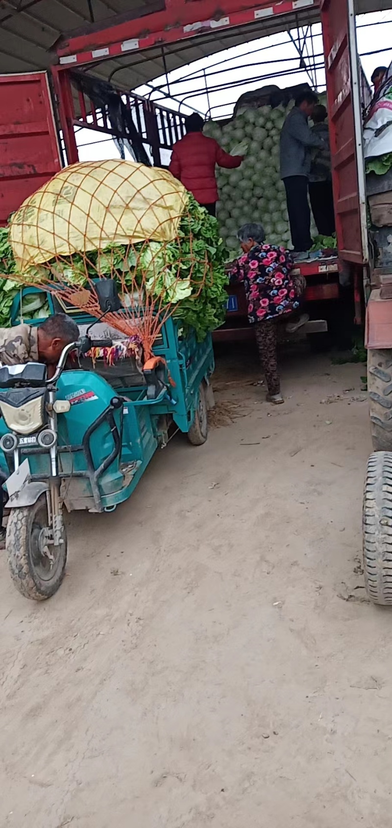 【推荐】白菜夏阳白菜产地直发品质保证对接各类客户
