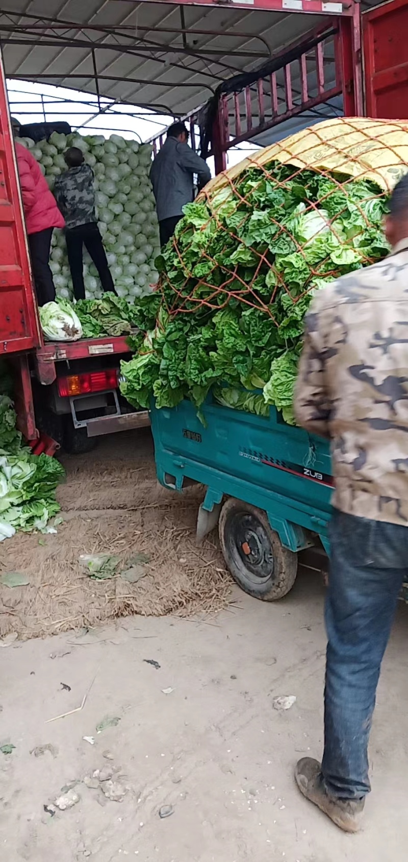【推荐】白菜夏阳白菜产地直发品质保证对接各类客户