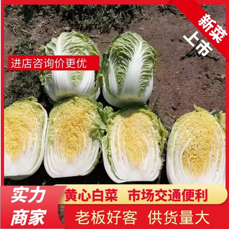 山东发货精品矮颗黄心菜供货量大价格实惠老板好客