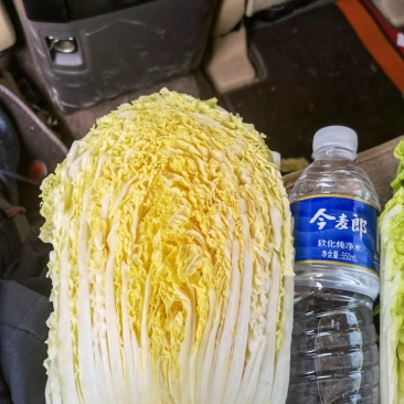 上市黄心白菜产地供货吉林货源价格实惠欢迎采购