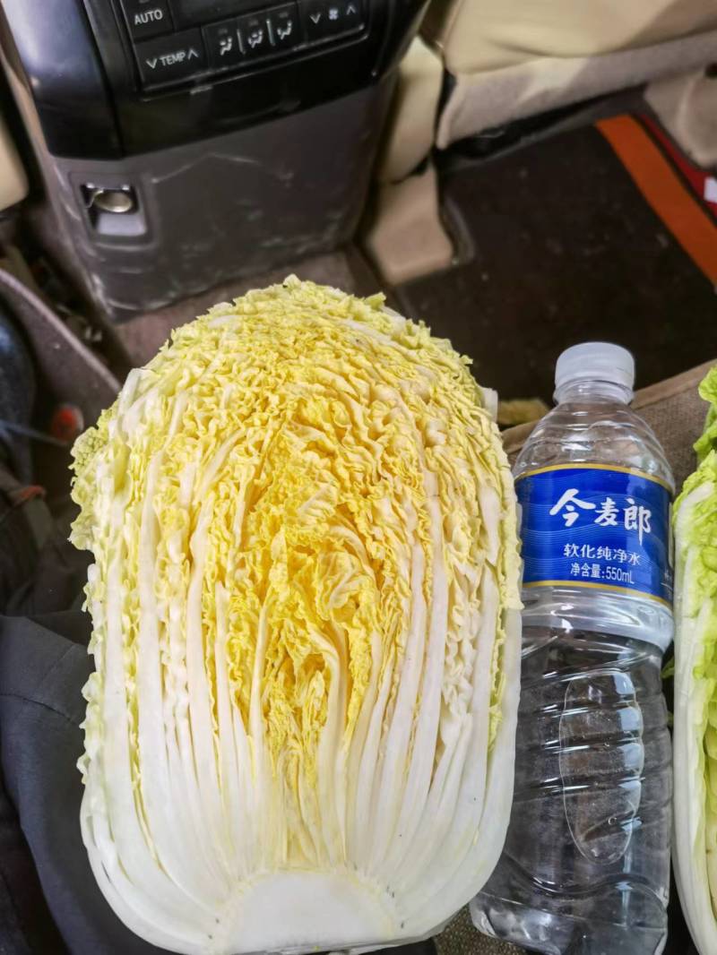 上市黄心白菜产地供货吉林货源价格实惠欢迎采购