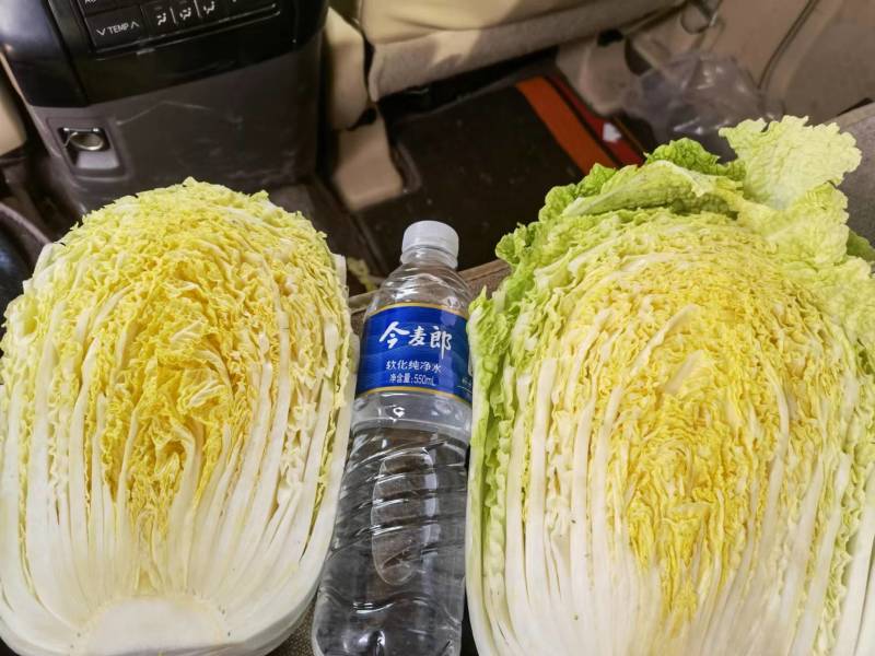 上市黄心白菜产地供货吉林货源价格实惠欢迎采购