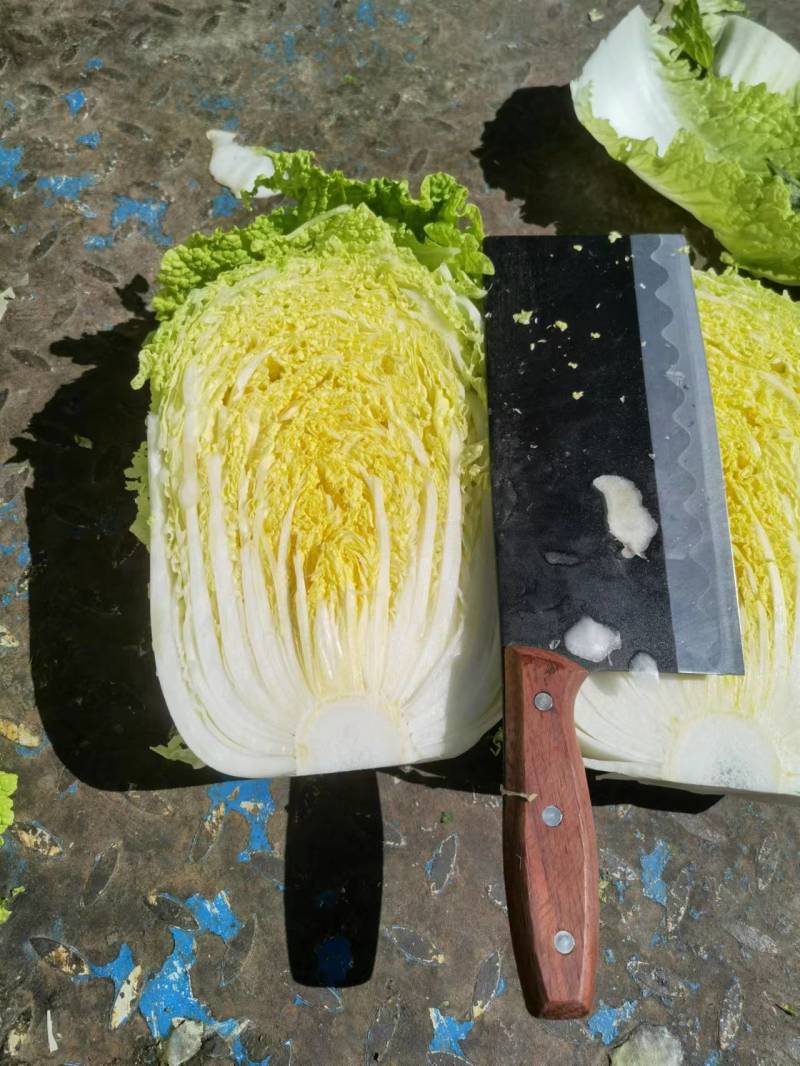 上市黄心白菜产地供货吉林货源价格实惠欢迎采购