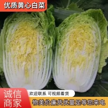 潍坊优质黄心白菜个头大质量视频诚信为本等您来电