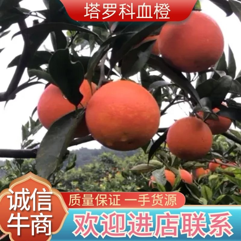 4号7号3号血橙主产区大量走货，颜色口感巴适得板