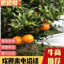 四川春见耙耙柑，不知火！大量出售，需要的老板联系