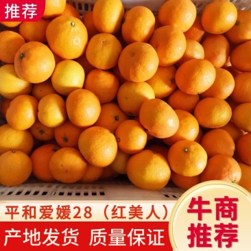 福建平和红美人（爱媛28），可视频看货订购