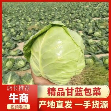 河南中甘优质甘蓝，京丰扁包菜大量上市中，价格真