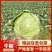 河南中甘优质甘蓝，京丰扁包菜大量上市中，价格真