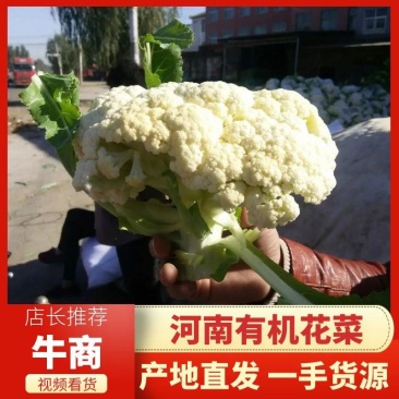 花菜,河南花菜,通许有机散花大量上市产地直发,质量保证。