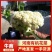 花菜,河南花菜,通许有机散花大量上市产地直发,质量保证。