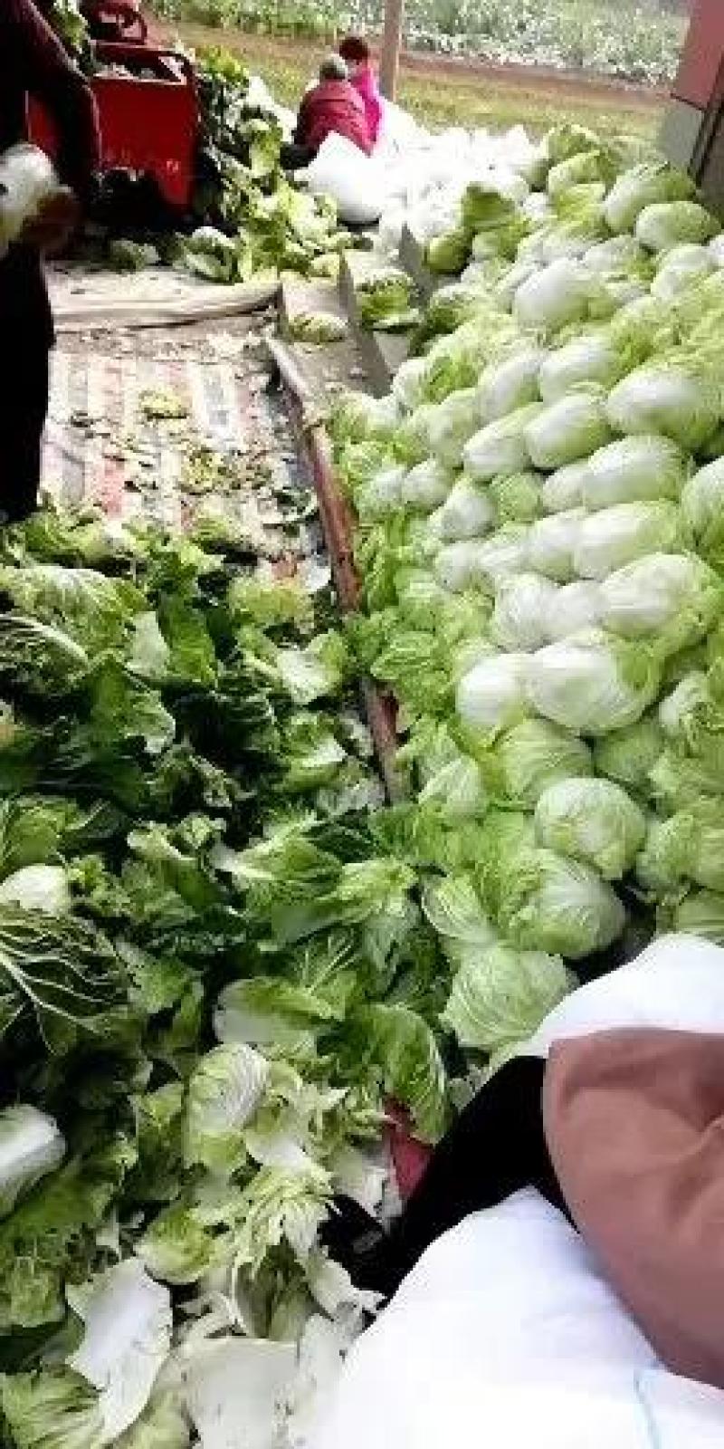 夏阳白菜大量上市中，产地直发发货装车一条龙服务