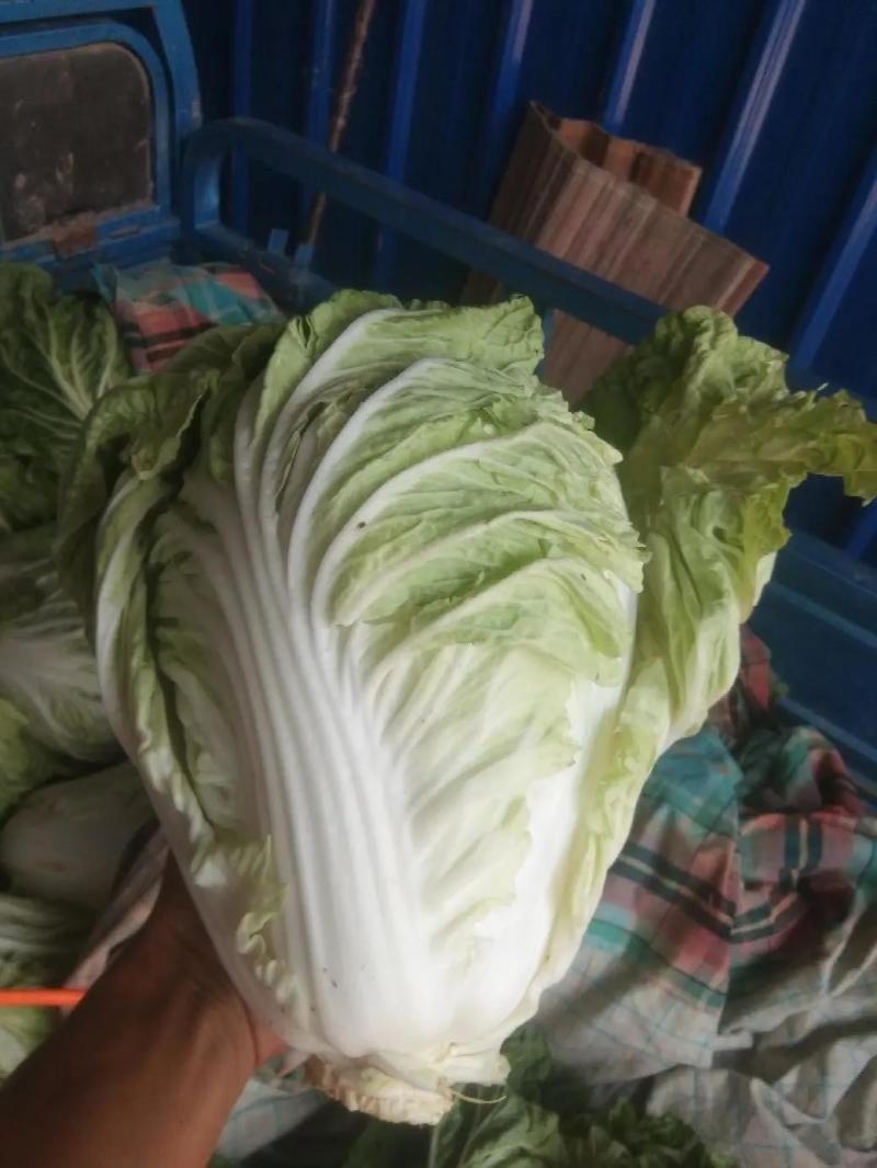 夏阳白菜大量上市中，产地直发发货装车一条龙服务