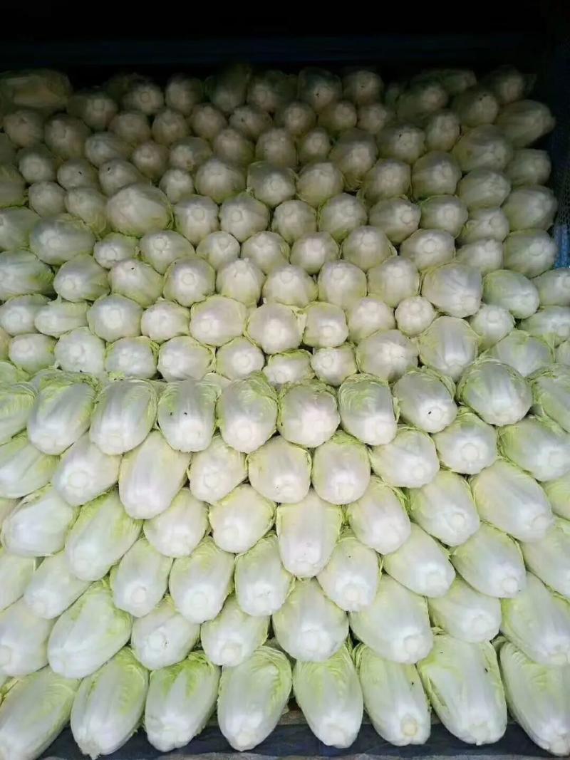 夏阳白菜大量上市中，产地直发发货装车一条龙服务