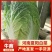 夏阳白菜大量上市中，产地直发发货装车一条龙服务