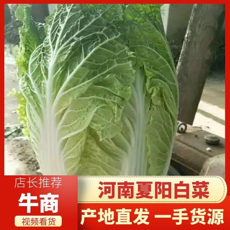 夏阳白菜大量上市中，产地直发发货装车一条龙服务