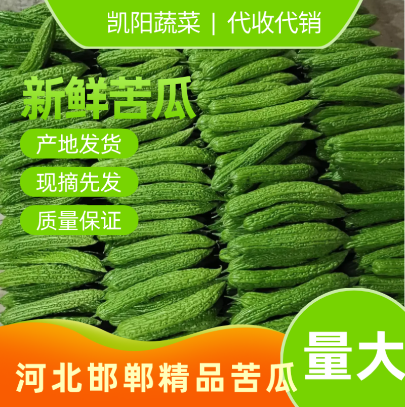 【精品】苦瓜，品质好价格美丽，河北基地直发诚信代办