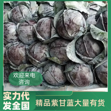 河北紫甘蓝大量上市，23斤品质保证个头大现摘现发一手货源