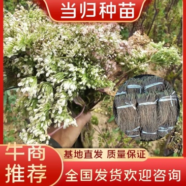 甘肃道地当归种子种苗产地直发一手货源支持线上交易