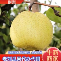 砀山百年老树酥梨，大量上市中，皮溥多汁，甘甜爽口，