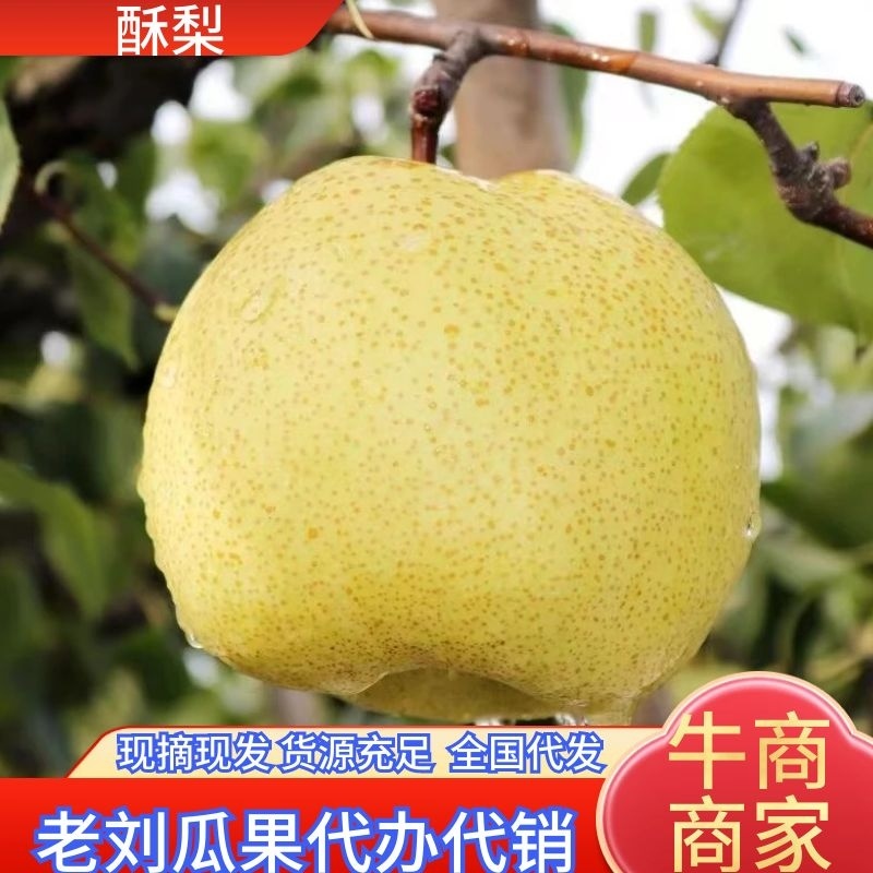 砀山百年老树酥梨，大量上市中，皮溥多汁，甘甜爽口，