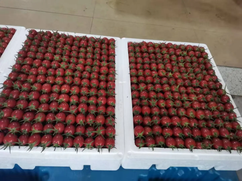 广东上洋千禧圣女果产地一手货源地理位置优越果实汁多饱满