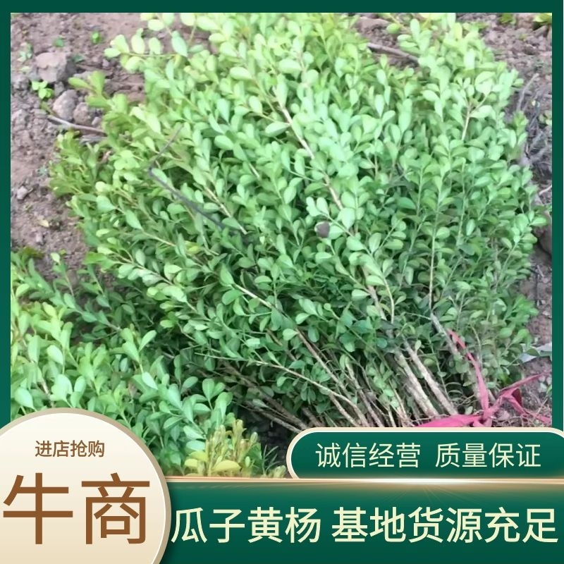 【基地批发】瓜子黄杨苗小叶黄杨床苗百姓自家扦插苗四季常青
