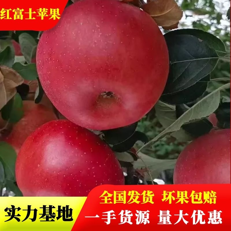 红富士，丑苹果，苹果汉源高山丑苹果，量大优惠，来电咨询