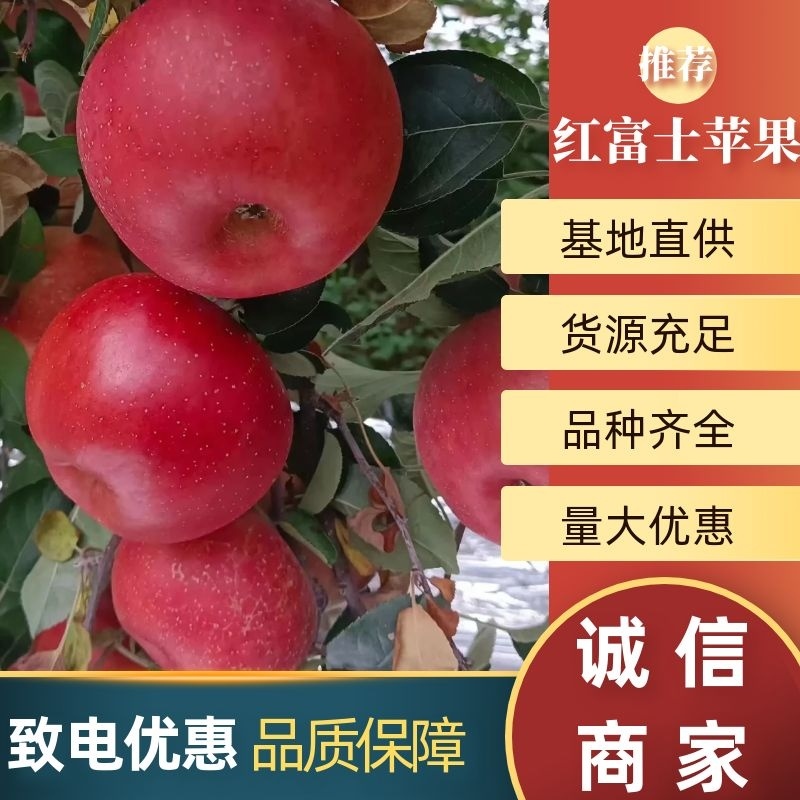 红富士，丑苹果，苹果汉源高山丑苹果，量大优惠，来电咨询