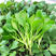 鸡毛菜种子四季上海青种子小青菜青梗菜种子莱油菜蔬菜孑
