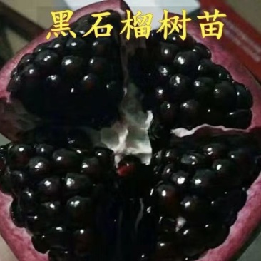 黑籽甜石榴苗品种纯正根系发达现挖现发