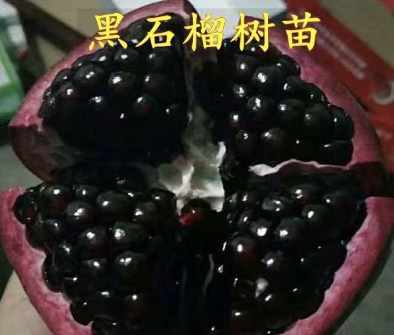 黑籽甜石榴苗品种纯正根系发达现挖现发