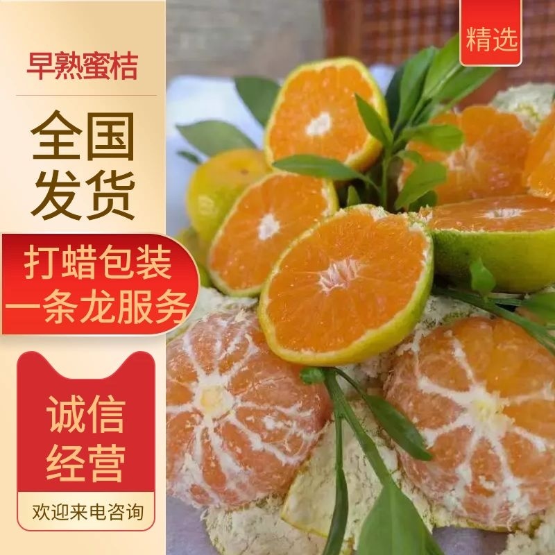 【今日推荐】湖北宜昌特早蜜橘原产地发货一手货源批发量大优惠