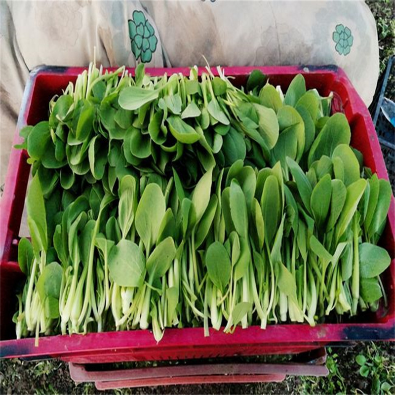 四月慢青菜种子上海青种子高产鸡毛菜种子青菜籽油菜耐寒抽苔
