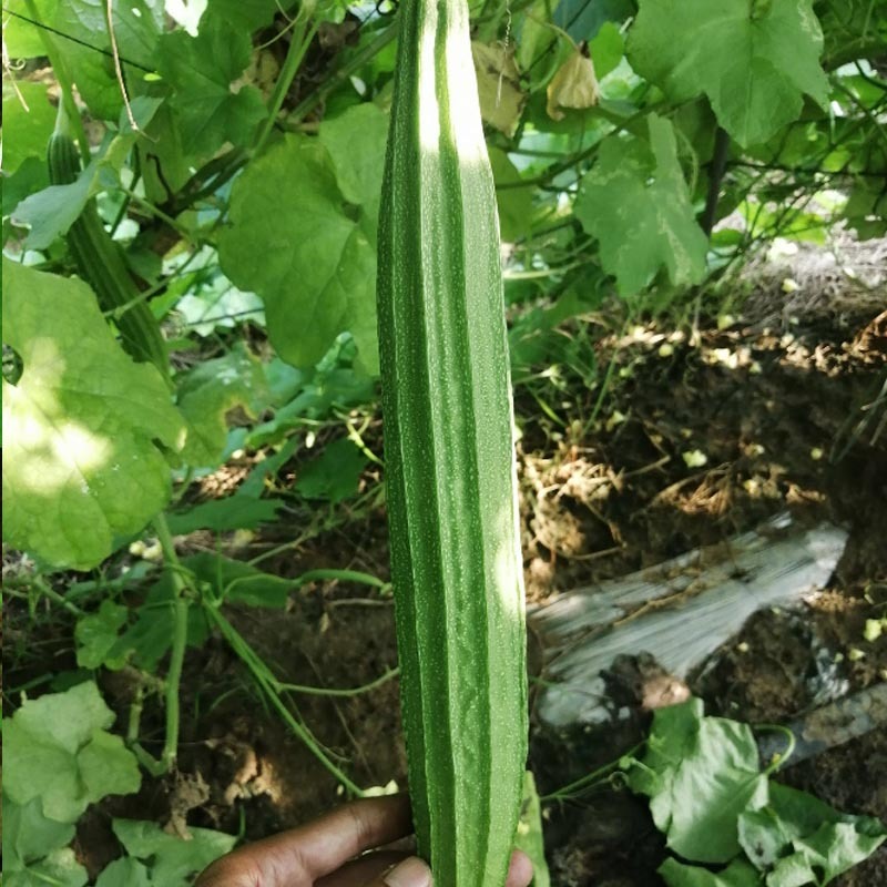 特长棱丝瓜种子八角丝瓜广东壹品丝瓜爬藤不易空心种植高产