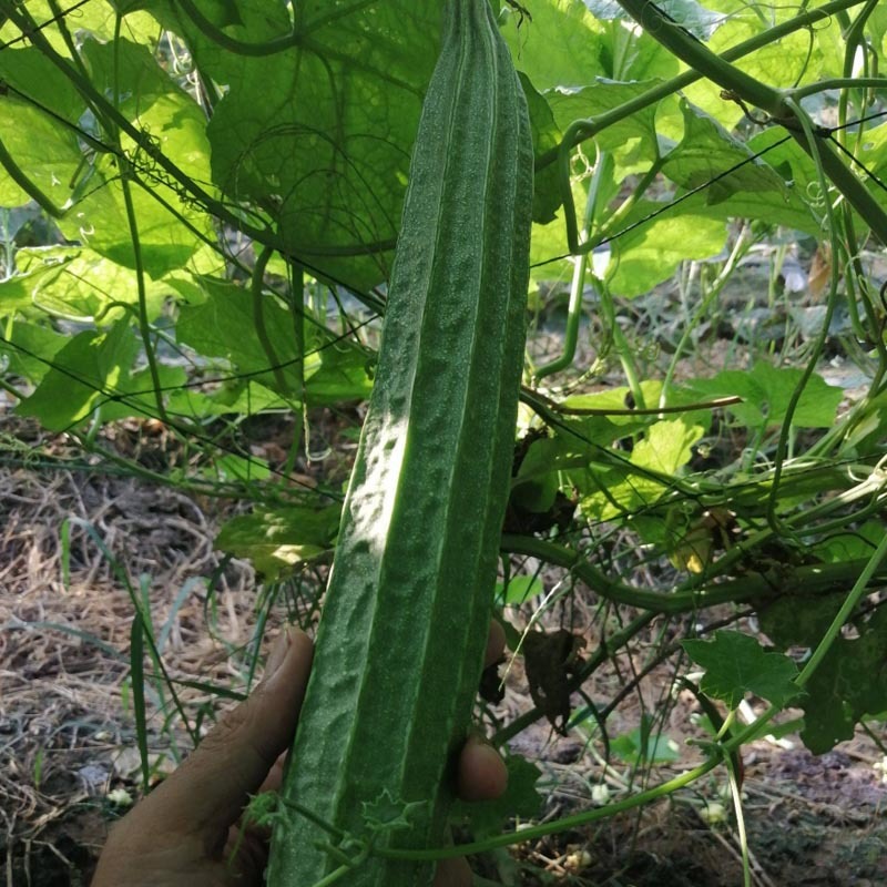 八棱丝瓜种子美棱一号香嫩早熟肉质结实不空心基地