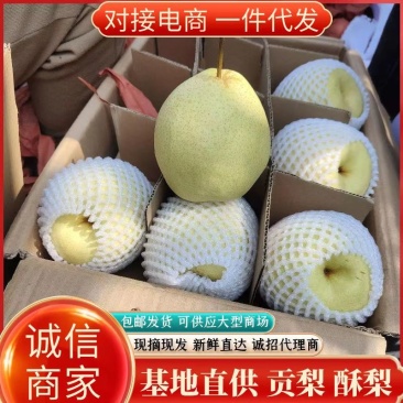 【酥梨】山西酥梨精品果口感甜供大型商场电商社区团购