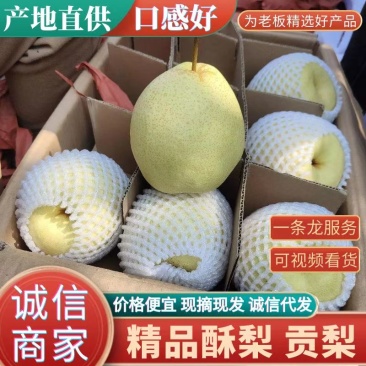 山西精品酥梨，大量新鲜供应，代发全国诚信代办，价格实惠
