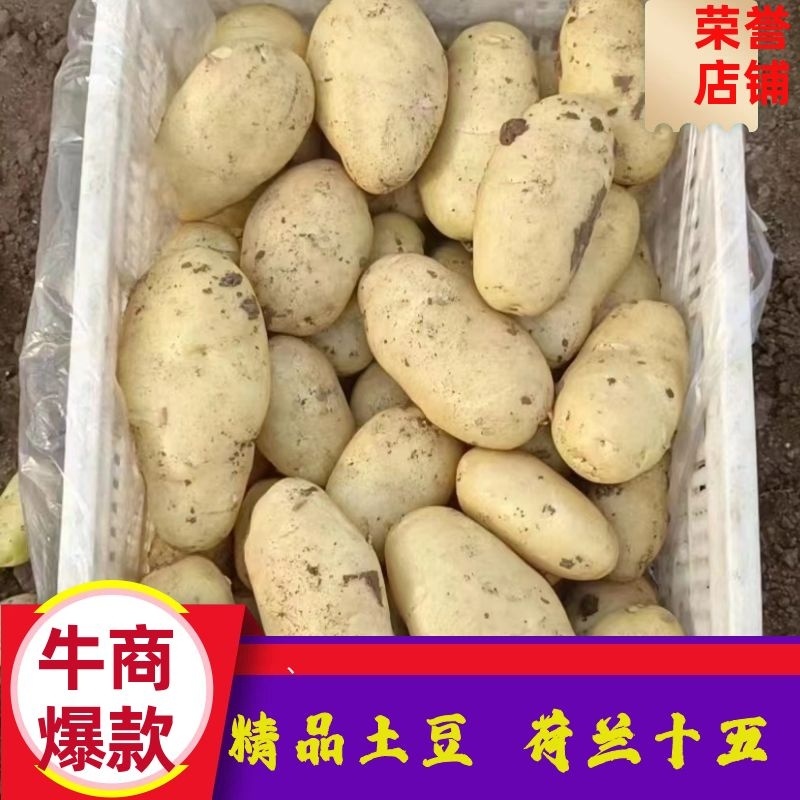 黄心黄皮土豆底标3两起4两起通天货质量保证大量有货