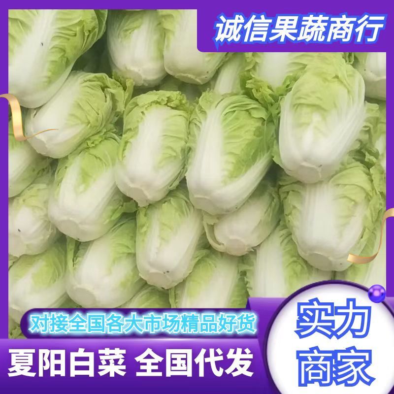 白菜夏阳白小颗白菜二到四斤青绿产地一手货源产地商超电商货充足