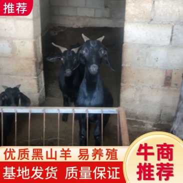 优质黑山羊！包健康！活羊！产地售卖！6个月小羊！