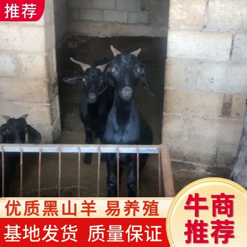 优质黑山羊！包健康！活羊！产地售卖！6个月小羊！