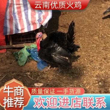 优质火鸡！活鸡，林地散养！虫草火鸡！健康！全国发货！