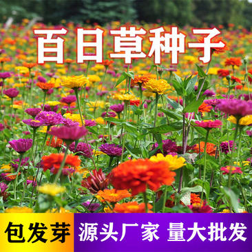 【精品】百日草种子，百日菊种子，高产量出芽率高批发包邮