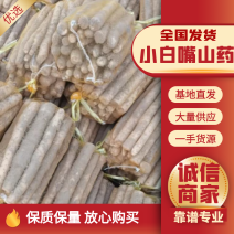 小白嘴白山药，网兜黑头散货，视频，价格实惠，欢迎