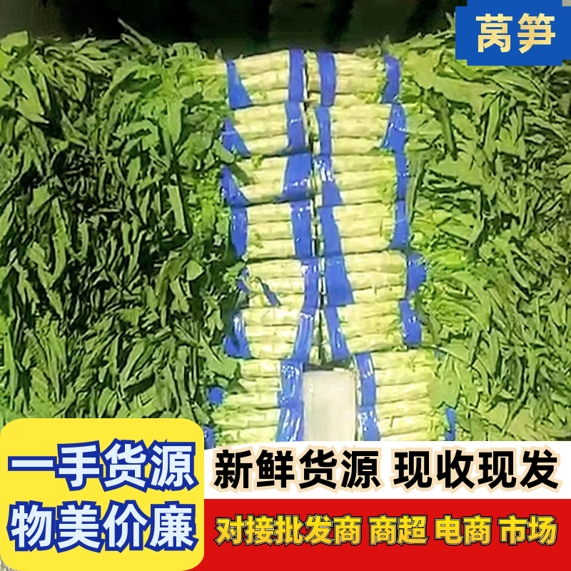 山东红叶香莴苣精品莴笋青皮绿肉鲜嫩基地直供代发全国